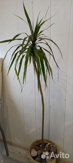 Пальма драцена