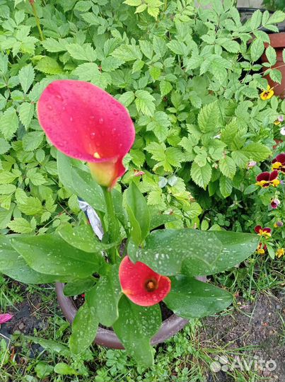 Каллы,флоксы, астильба, ромашка