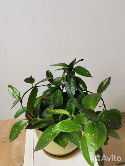 Хойя мясистая