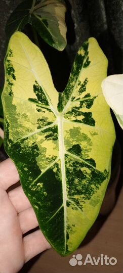 Алоказия вариегатная