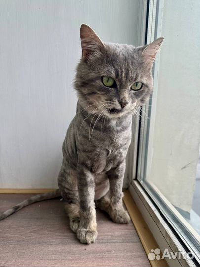 Кот в добрые руки