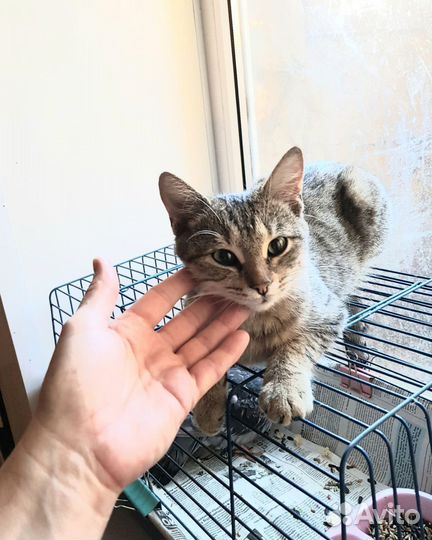 Кошка в добрые руки