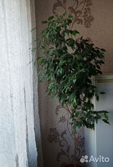 Фикус бенджамина большой