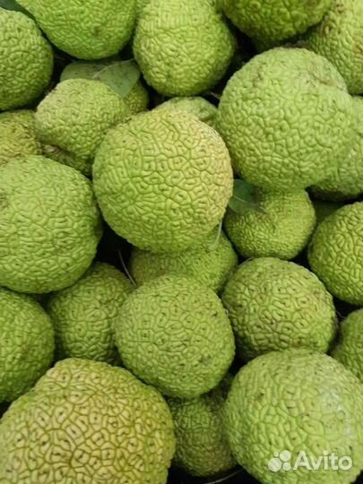 Маклюра адамово яблоко