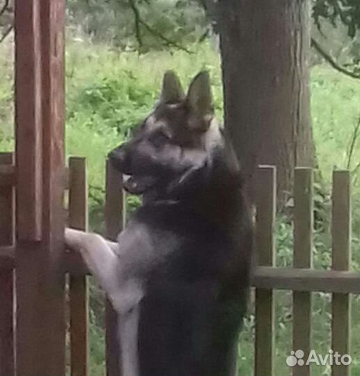 Вео Вязка кобеля