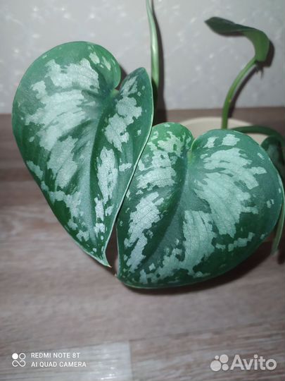 Сциндапсус экзотика