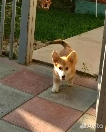 Вельштерьер