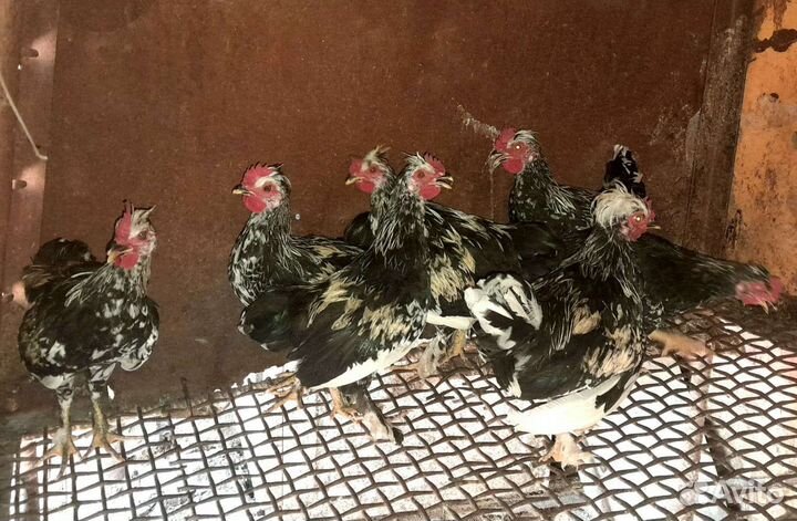 Молодые петушки