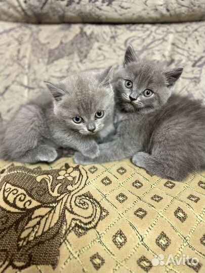Британские котята