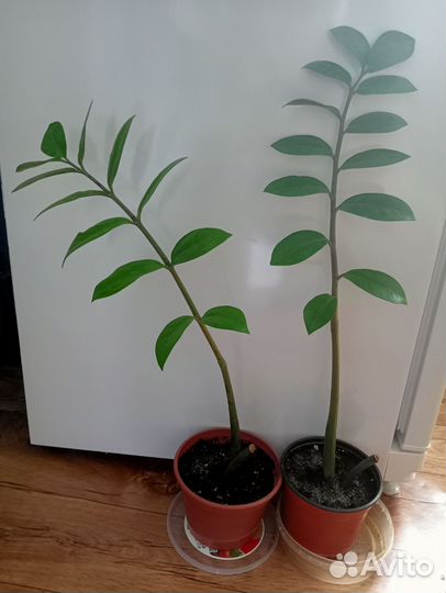 Замиокулькас