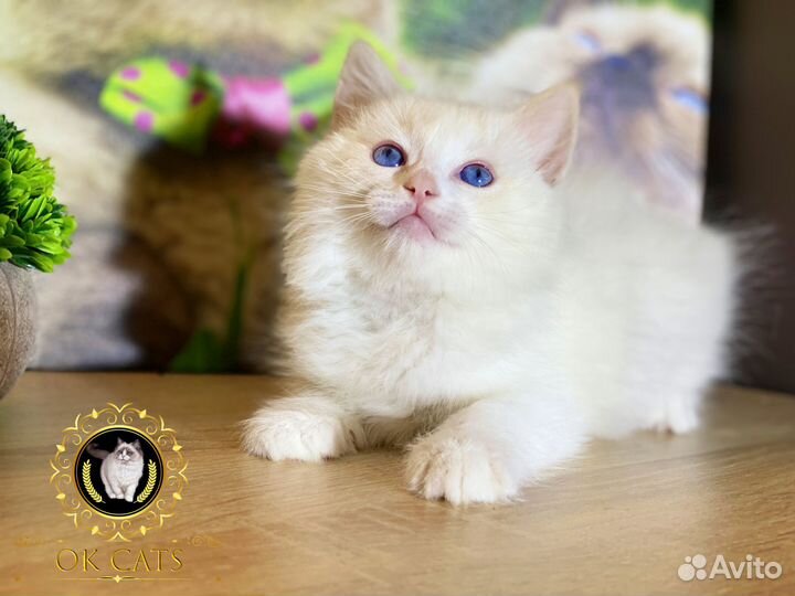 Рэгдолл в редчайшем окрасе ред биколор