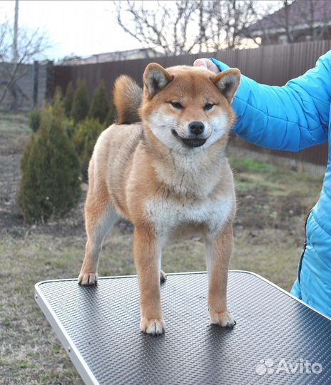 Девочка Сиба ину