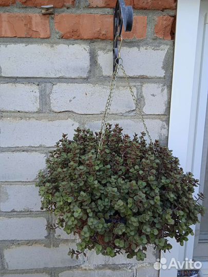 Хризантема мульти флора