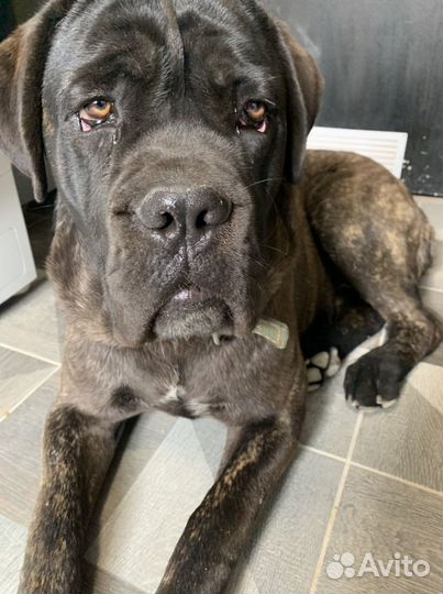 Кане корсо вязка