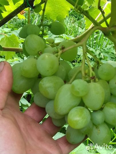 Саженцы плодовых деревьев и кустарников