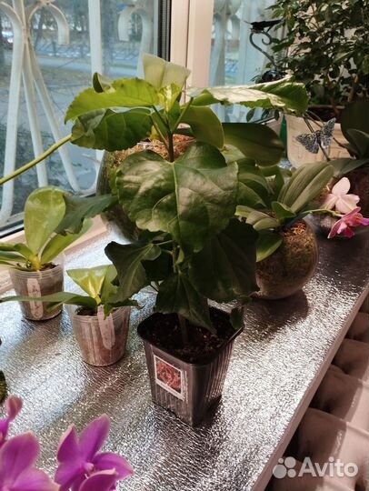 Гибискус сортовой