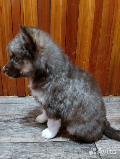 Щенки сибирской хаски