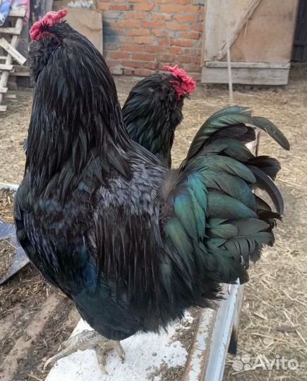 Молодые петухи