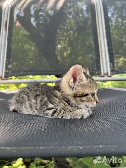 Котенок романтик