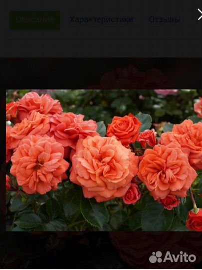 Розы крупноцветковые весна'24 - 8 сортов