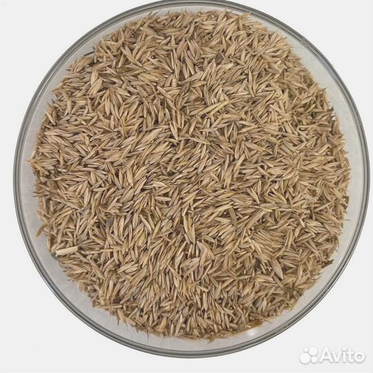 Ежа Сборная, семена от производителя оптом