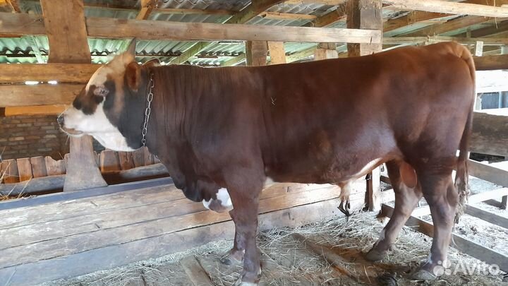 Бычки 2022 г.р
