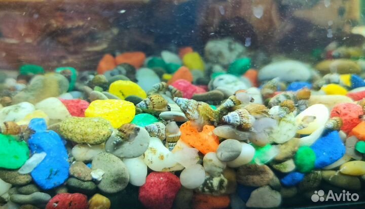 Улитки Мелании