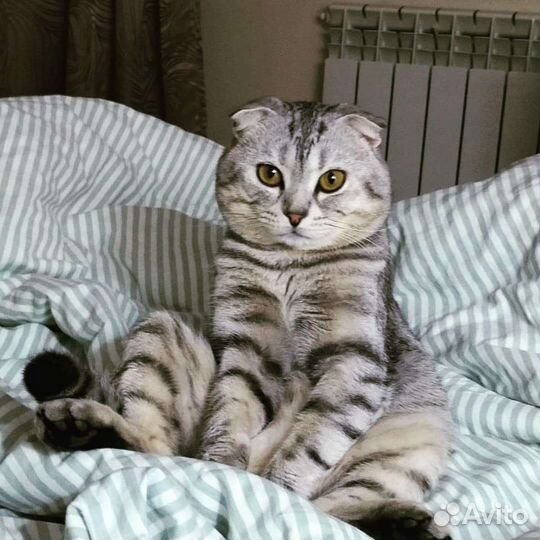 Вязка котов шотландских