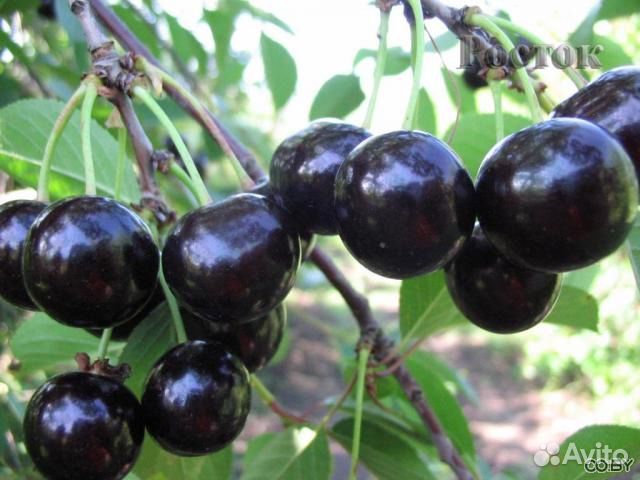 Саженцы Черешни и Вишни