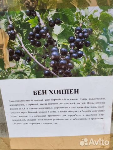 Черная смородина Бен хоппен