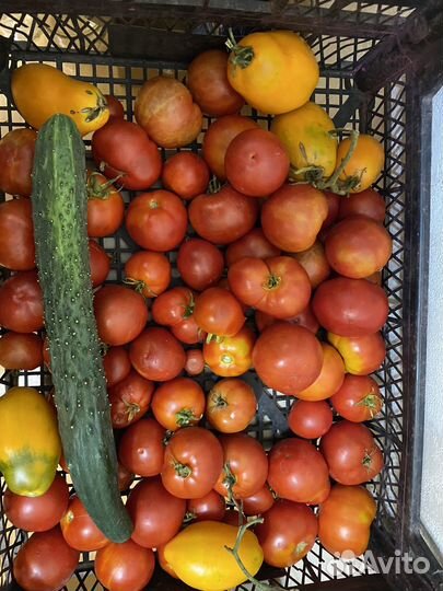 Помидоры томаты
