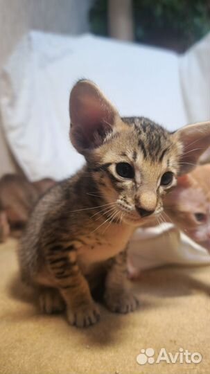 Ориентальные котята