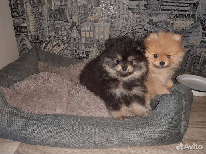 Померанский шпиц