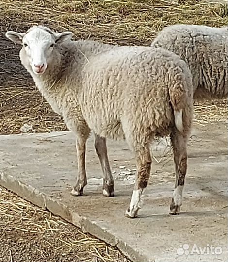 Молодые овцы козы козлята