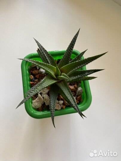 Комнатные растения. Хавортия лимифолия