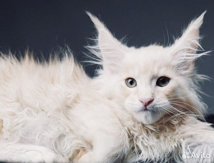 Полидакты и классики мейн кун