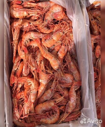 Креветка Северная