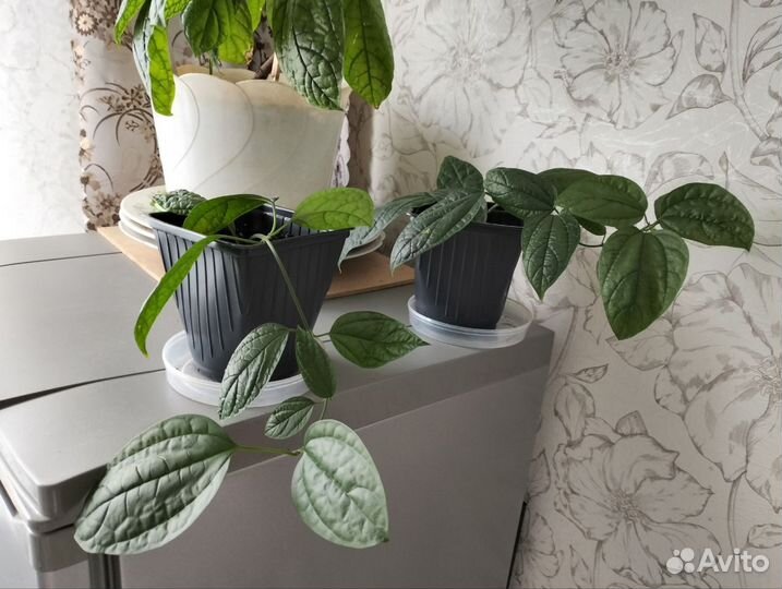 Цветок Клеродендрон