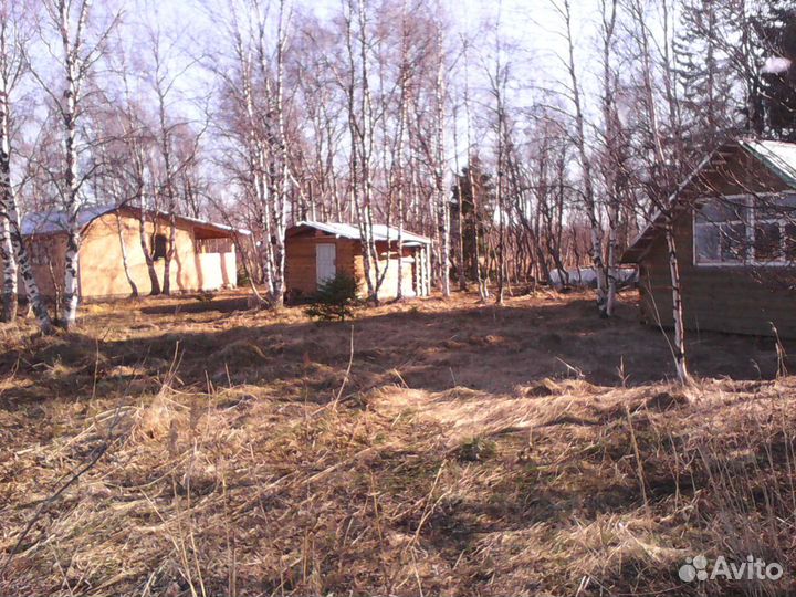 Охота на побережье белого моря