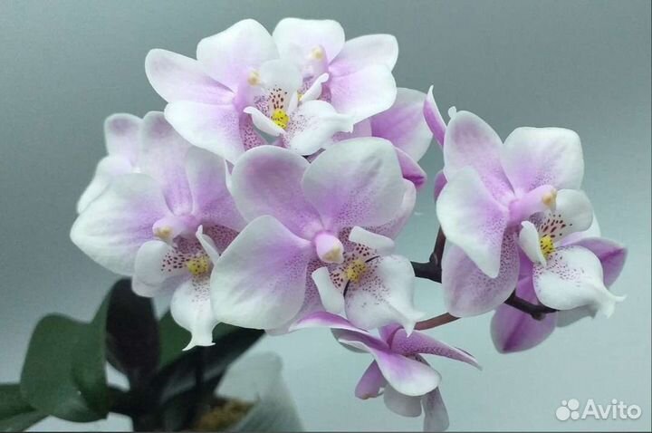 Фаленопсисы