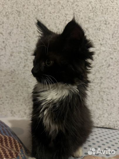 Котенок девочка в добрые руки