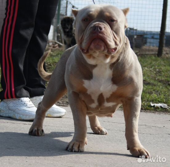 Сука Американского Булли