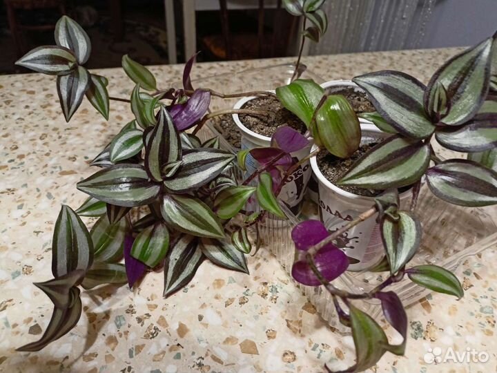 Традесканция зебрина,аптения,стапелия,бальзамин ко