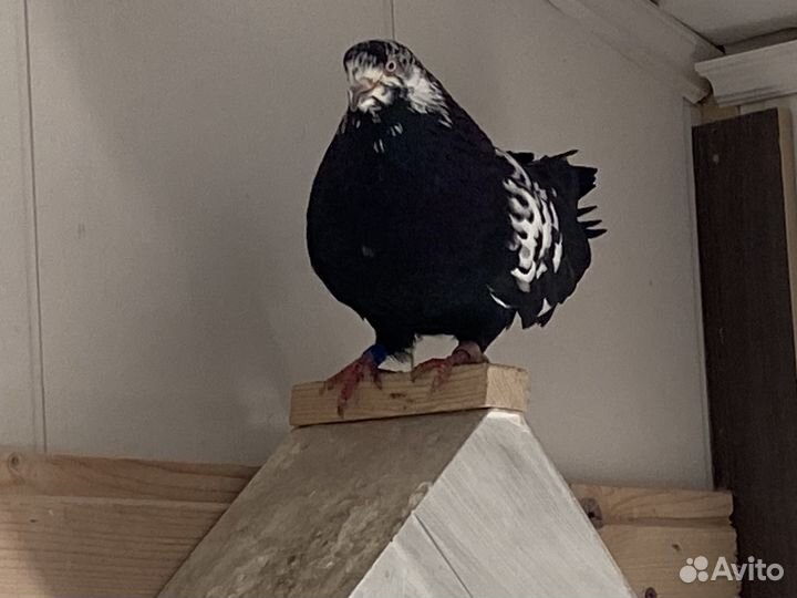 Голуби свердловские