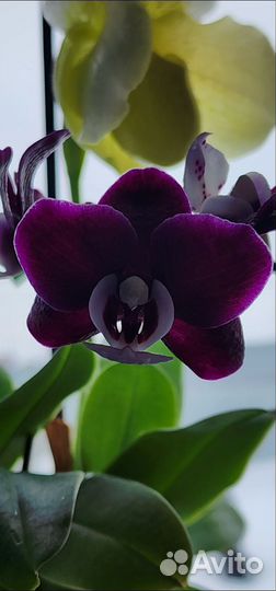 Орхидея Dpts. Black Princess