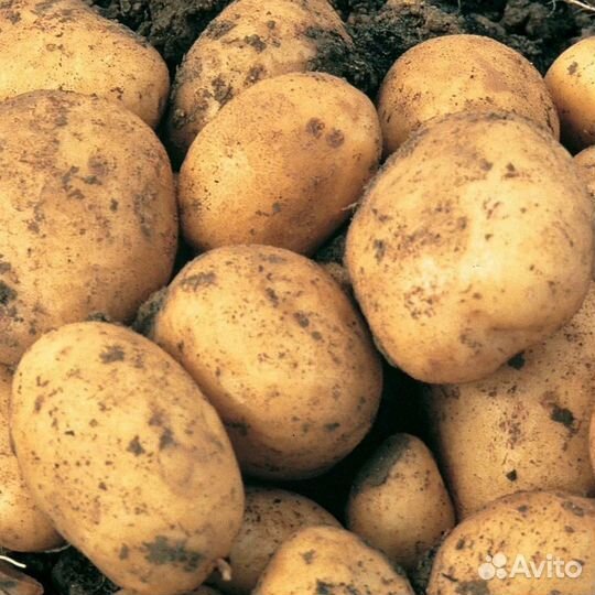 Продам картофель