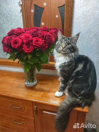 Мейн-кун вязка