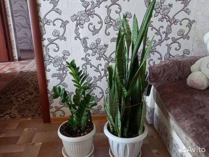 Сансевиерия трехполосная