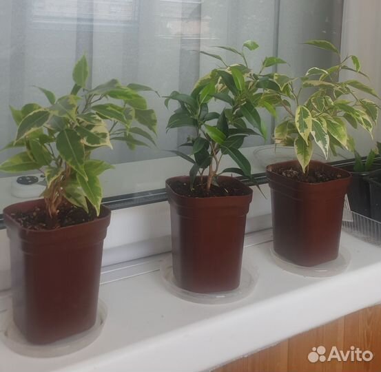 Фикус беджамин