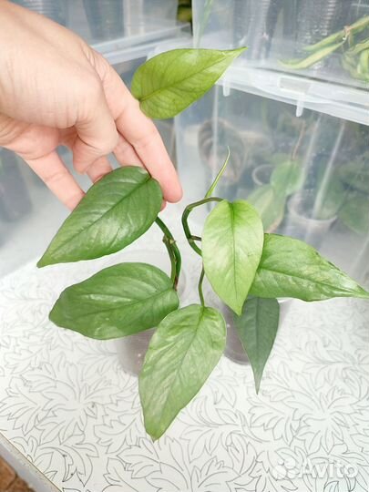 Эпипремнумы